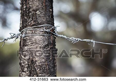 Stock Image - Barbed wire wrapped around tree trunk. Fotosearch