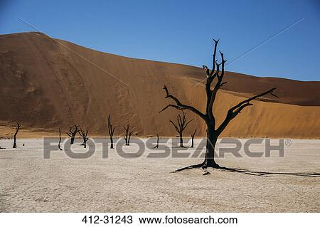 Burned trees in desert, Dead Vlei desert, Namibia View Large Photo Image Stock Image - Burned trees in desert, Dead Vlei desert, Namibia. Fotosearch