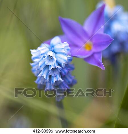 Stock Photography - Close up bluebell and purple ipheon starflower. Fotosearch