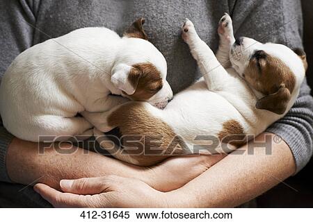 Close up girl holding sleeping puppies View Large Photo Image Stock Photography - Close up girl holding sleeping puppies. Fotosearch
