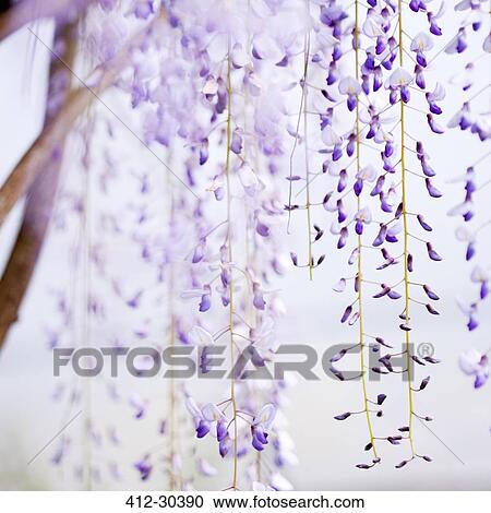 Close up hanging purple wisteria View Large Photo Image Stock Image - Close up hanging purple wisteria. Fotosearch