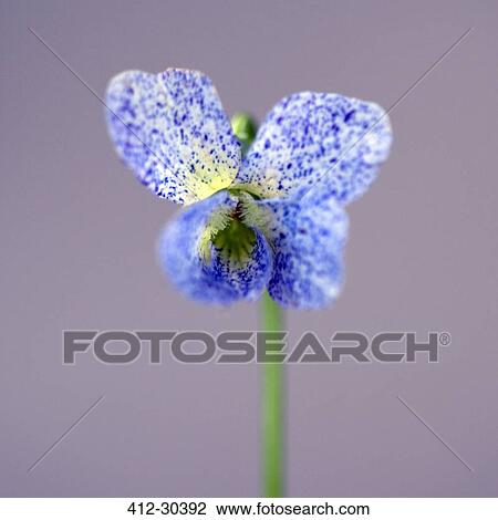Stock Image - Close up of butterfly-shaped blue viola freckles flower. Fotosearch