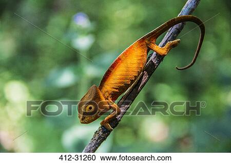 Stock Image - Close up of chameleon on branch, Madagascar. Fotosearch