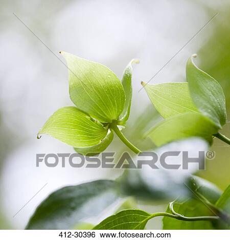 Stock Photograph - Close up of fresh green leaves on dogwood tree. Fotosearch