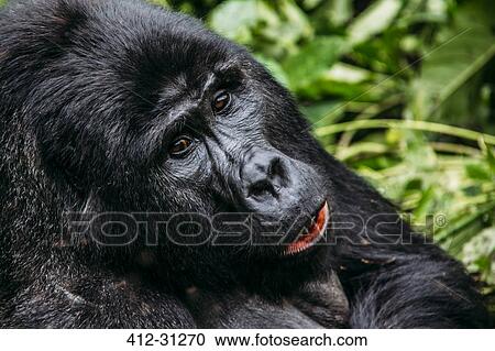 Stock Image - Close up of gorilla, Bwindi Impenetrable National Park, Uganda. Fotosearch