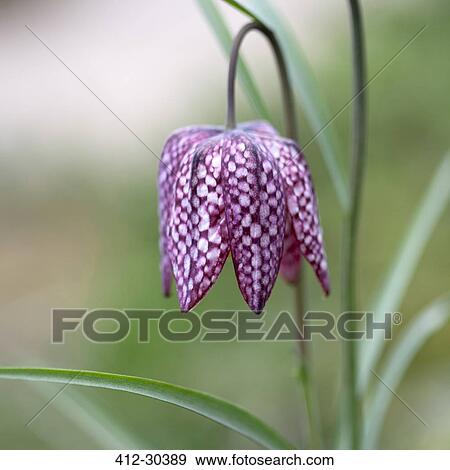 Stock Photo - Close up of purple and white snakes head fritillary flower. Fotosearch