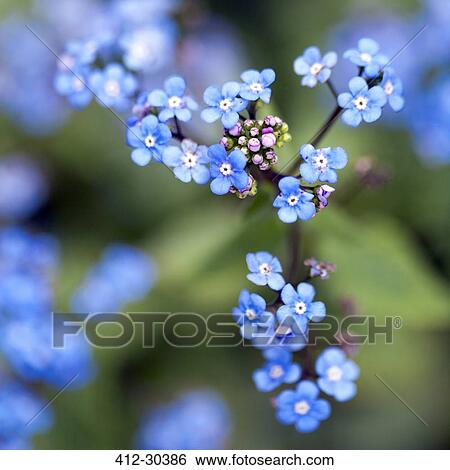 Close up of tiny blue forget-me-not flowers on branch View Large Photo Image Stock Photograph - Close up of tiny blue forget-me-not flowers on branch. Fotosearch