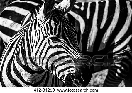 Stock Image - Close up of zebra, Serengeti, Tanzania. Fotosearch