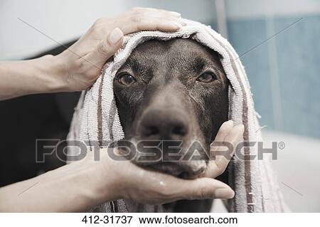 Stock Photo - Close up portrait serious black dog being bathed. Fotosearch
