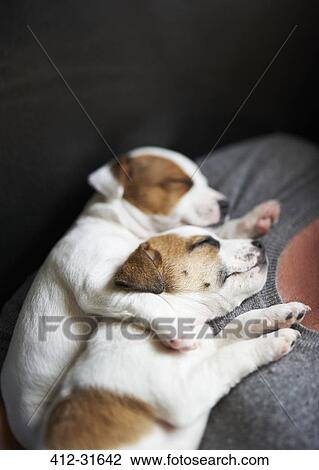 close up puppies sleeping on girls chest View Large Photo Image Stock Image - close up puppies sleeping on girls chest. Fotosearch