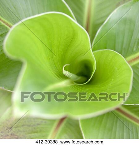 Stock Photo - Close up twirling green leaf. Fotosearch