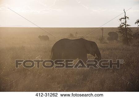 Elephant walking in desert grass, Serengeti, Tanzania View Large Photo Image Stock Image - Elephant walking in desert grass, Serengeti, Tanzania. Fotosearch