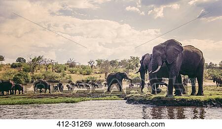 Stock Photo - Elephants at waterside, Chobe National Park, Botswana. Fotosearch