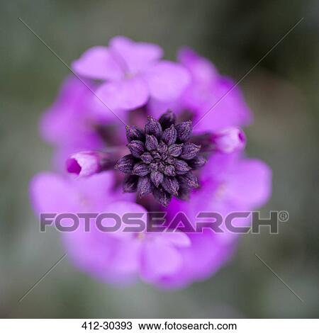 Extreme close up of purple erysimum bowles mauve flower View Large Photo Image Stock Image - Extreme close up of purple erysimum bowles mauve flower. Fotosearch