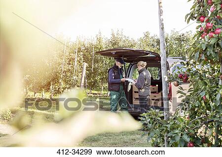 Farmer and customer at back of van in apple orchard View Large Photo Image Stock Photo - Farmer and customer at back of van in apple orchard. Fotosearch