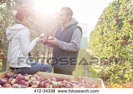 Stock Photo - Farmers cutting and inspecting apples in sunny orchard. Fotosearch