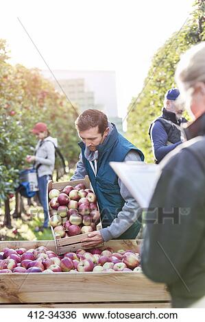 Farmers harvesting apples in orchard View Large Photo Image Stock Photograph - Farmers harvesting apples in orchard. Fotosearch