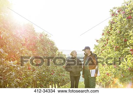 Picture - Farmers with clipboard talking in sunny apple orchard. Fotosearch