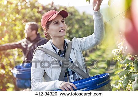 Stock Image - Female farmer harvesting apples in sunny orchard. Fotosearch