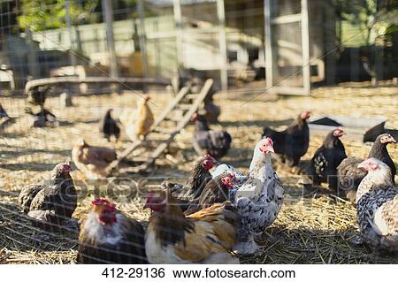 Free range chickens outside coop View Large Photo Image Stock Photograph - Free range chickens outside coop. Fotosearch
