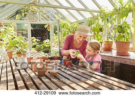 Stock Photo - Grandmother and granddaughter potting plants in greenhouse. Fotosearch