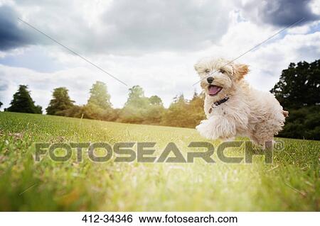 Happy dog running in park grass View Large Photo Image Stock Photograph - Happy dog running in park grass. Fotosearch