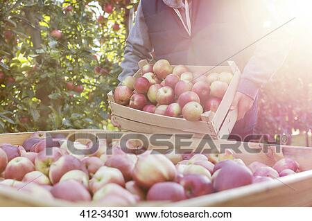 Stock Image - Male farmer emptying fresh harvested red apples into bin in sunny orchard. Fotosearch