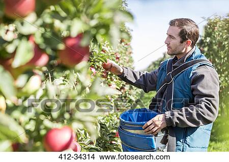 Picture - Male farmer harvesting apples in sunny orchard. Fotosearch