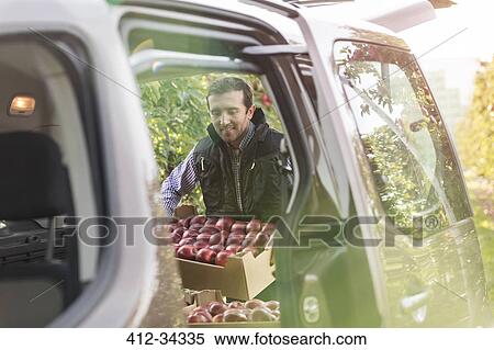 Male farmer loading red apples into car in orchard View Large Photo Image Stock Photography - Male farmer loading red apples into car in orchard. Fotosearch
