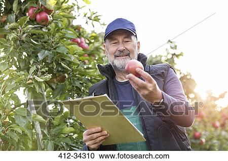 Male farmer with clipboard inspecting apples in orchard View Large Photo Image Stock Image - Male farmer with clipboard inspecting apples in orchard. Fotosearch
