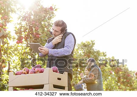 Male farmer with digital tablet talking on cell phone in sunny apple orchard View Large Photo Image Stock Photo - Male farmer with digital tablet talking on cell phone in sunny apple orchard. Fotosearch