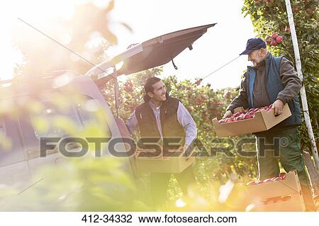 Male farmers loading apples into car in sunny orchard View Large Photo Image Stock Image - Male farmers loading apples into car in sunny orchard. Fotosearch