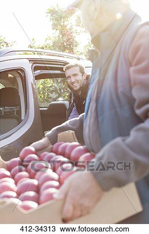 Male farmers loading red apples into car in sunny orchard View Large Photo Image Stock Image - Male farmers loading red apples into car in sunny orchard. Fotosearch