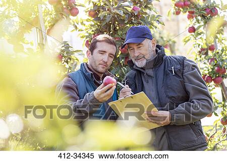 Stock Photography - Male farmers with clipboard examining red apple in orchard. Fotosearch