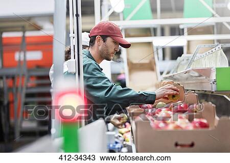 Male worker inspecting apples in food processing plant View Large Photo Image Stock Image - Male worker inspecting apples in food processing plant. Fotosearch