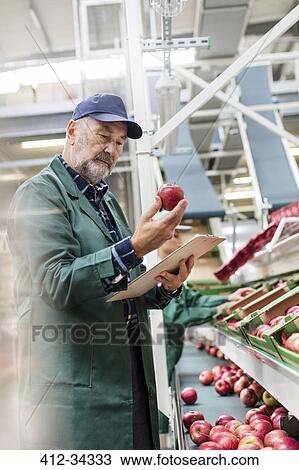 Manager with clipboard inspecting red apples in food processing plant View Large Photo Image Stock Image - Manager with clipboard inspecting red apples in food processing plant. Fotosearch