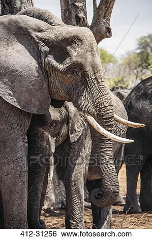 Stock Photograph - Mother and baby elephant, Chobe National Park, Botswana. Fotosearch