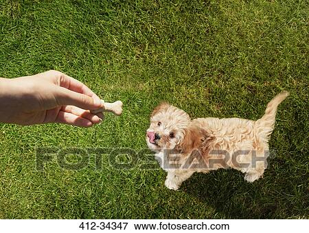 Personal perspective pet owner holding treat over dog licking lips in grass View Large Photo Image Stock Photo - Personal perspective pet owner holding treat over dog licking lips in grass. Fotosearch