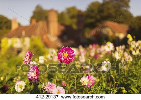 Stock Photo - Pink and white flowers growing in sunny garden. Fotosearch