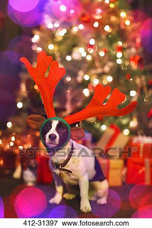 Portrait cute dog wearing reindeer antlers in front of Christmas tree View Large Photo Image Stock Photo - Portrait cute dog wearing reindeer antlers in front of Christmas tree. Fotosearch