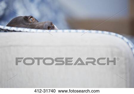 Portrait dog laying on sofa View Large Photo Image Stock Image - Portrait dog laying on sofa. Fotosearch