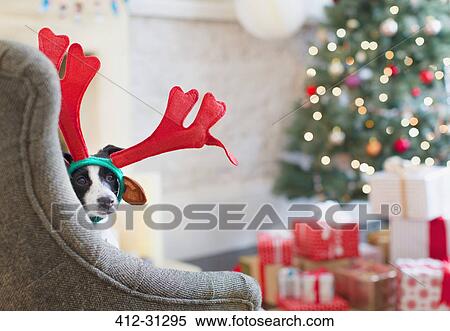 Stock Photography - Portrait dog wearing reindeer antlers near Christmas tree. Fotosearch