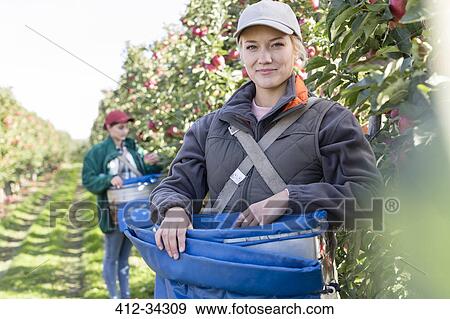 Portrait smiling female farmer harvesting apples in orchard View Large Photo Image Stock Photo - Portrait smiling female farmer harvesting apples in orchard. Fotosearch