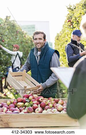Stock Image - Portrait smiling male farmer emptying harvested red apples into bin in orchard. Fotosearch