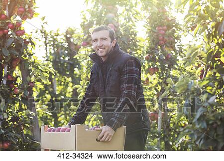Portrait smiling male farmer harvesting apples in food processing plant View Large Photo Image Picture - Portrait smiling male farmer harvesting apples in food processing plant. Fotosearch