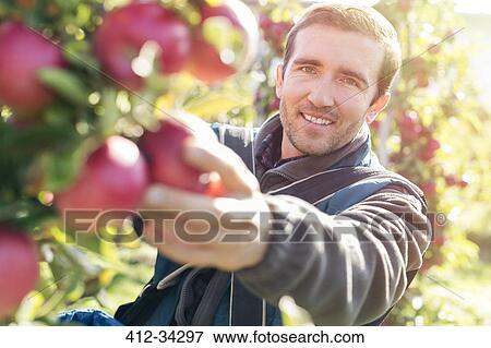 Portrait smiling male farmer harvesting ripe red apples in sunny orchard View Large Photo Image Stock Photo - Portrait smiling male farmer harvesting ripe red apples in sunny orchard. Fotosearch