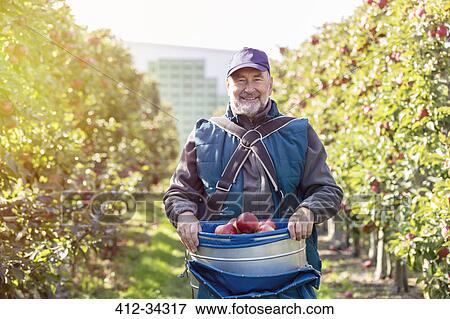 Portrait smiling male farmer harvesting red apples in sunny orchard View Large Photo Image Stock Photo - Portrait smiling male farmer harvesting red apples in sunny orchard. Fotosearch