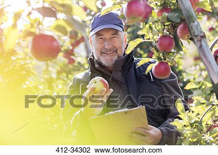 Stock Image - Portrait smiling male farmer with clipboard inspecting red apples in sunny orchard. Fotosearch