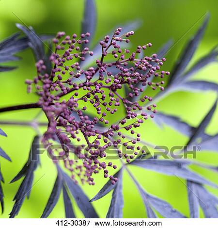 Purple berries on black elder plant View Large Photo Image Stock Photo - Purple berries on black elder plant. Fotosearch
