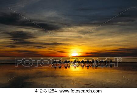 Picture - Silhouette of people riding camels at sunset, Broome, Australia. Fotosearch
